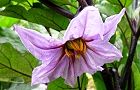 110615-nasu3.jpg(6095 byte)