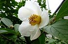 110615-natusyara.jpg(5830 byte)