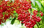 110615-niwatoko.jpg(7468 byte)