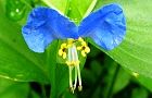 110615-tuyukusa.jpg(4567 byte)
