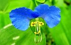 110615-tuyukusa2.jpg(4167 byte)
