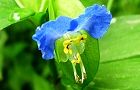 110615-tuyukusa3.jpg(4389 byte)