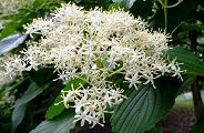 110621-kumano.jpg(10387 byte)