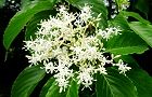 110621-kumano2.jpg(6747 byte)