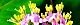 110621-murasaki-s.jpg(1854 byte)