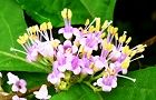 110621-murasaki2.jpg(6197 byte)