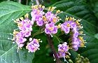 110621-murasaki3.jpg(6488 byte)