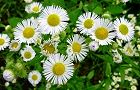 110623-himejion2.jpg(7235 byte)