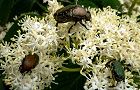 110623-kumano.jpg(7310 byte)