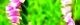 110623-nejibana-s.jpg(1540 byte)
