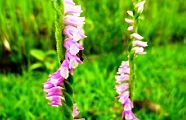 110623-nejibana.jpg(7866 byte)