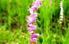 110623-nejibana3.jpg(4919 byte)
