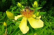 110623-tomoe.jpg(8300 byte)