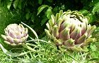 110624-chosenazami2.jpg(7159 byte)