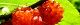 110624-himekouzo-s.jpg(1620 byte)