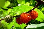 110624-himekouzo.jpg(8905 byte)