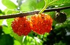 110624-himekouzo2.jpg(5698 byte)