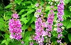 110626-misohagi2.jpg(8116 byte)