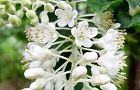 110626-ryoubu.jpg(5930 byte)