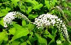 110625-okatora.jpg(7478 byte)