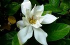 110629-kutinasi.jpg(4712 byte)