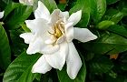 110629-kutinasi2.jpg(5351 byte)