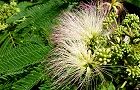 110629-nemunoki.jpg(7452 byte)