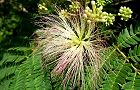 110629-nemunoki3.jpg(7139 byte)