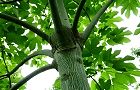 110630-aogiri.jpg(7177 byte)
