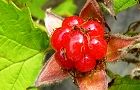 110701-itigo.jpg(5435 byte)