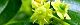 110701-natume-s.jpg(1613 byte)