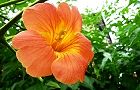 110701-nouzen2.jpg(6207 byte)
