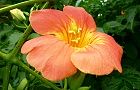 110701-nouzen3.jpg(5308 byte)