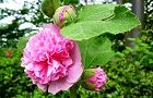 110701-tatiaoi.jpg(6731 byte)