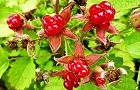 110702-itigo.jpg(7093 byte)