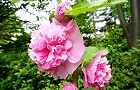 110702-tatiaoi.jpg(7450 byte)
