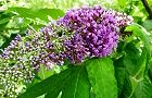 110704-husafuji.jpg(7118 byte)