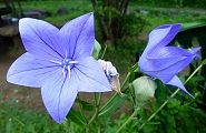 110704-kikyou.jpg(8075 byte)
