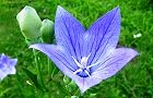 110704-kikyou2.jpg(5817 byte)