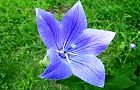 110704-kikyou3.jpg(5920 byte)