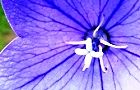 110704-kikyou4.jpg(5613 byte)