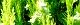 110704-konote-s.jpg(1823 byte)