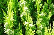 110704-konote.jpg(12932 byte)