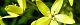 110704-kusaredama-s.jpg(1727 byte)