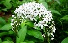 110704-okatora.jpg(5949 byte)