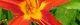 110705-hemero-s.jpg(1459 byte)