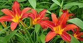 110705-hemero2.jpg(7504 byte)