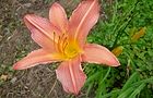 110705-hemerokarisu.jpg(5747 byte)