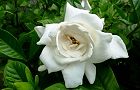 110705-himekuti2.jpg(5146 byte)