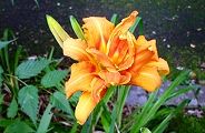 110705-yabu.jpg(8908 byte)